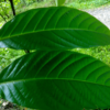 banaba leaves bionut elixir