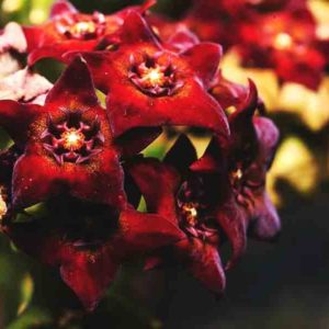 Caralluma-fimbriata-flowers