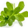 bacopa herb leaves bionut elixir
