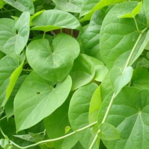bionut Tinospora cordifolia