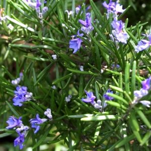 rosemary bionut natural extracts