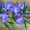 rosemary flowers bionut natural extracts