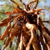 shatavari roots bionut products