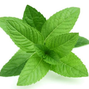 tulasi-leaves-bionut-elixir