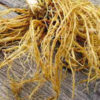 Roots and rootlets of Valeriana Officinalis-bionut